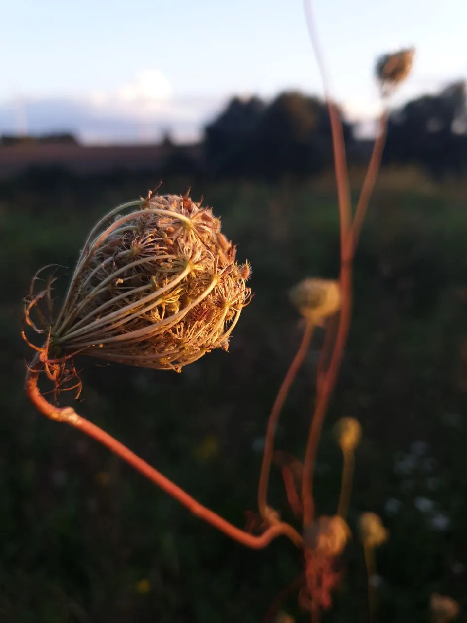 Natur Impression