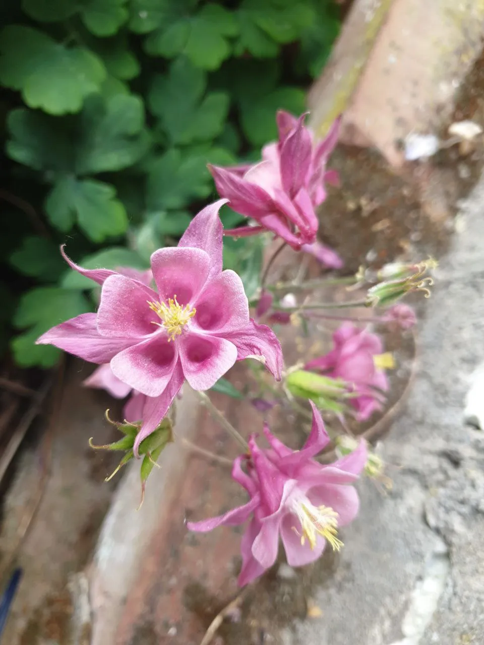 Nature Connection