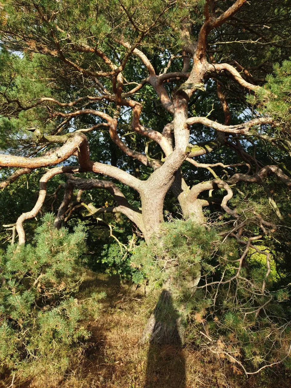 Natur Impression